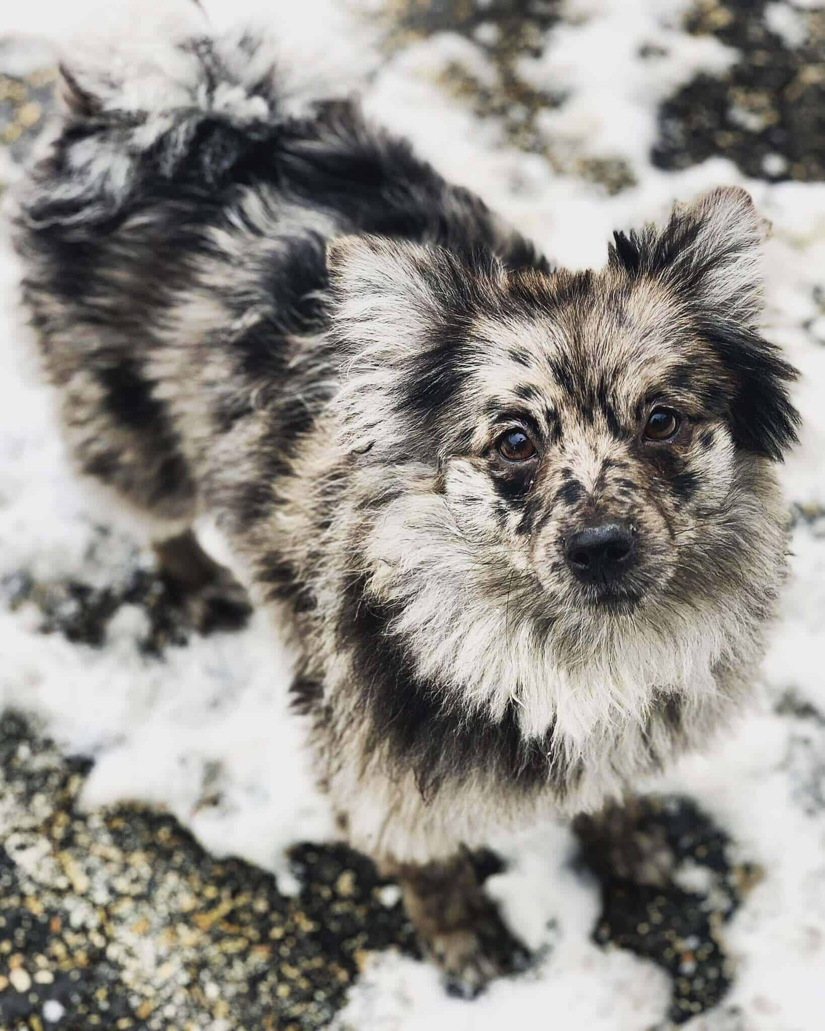 Doggy daycare in Main Line winter