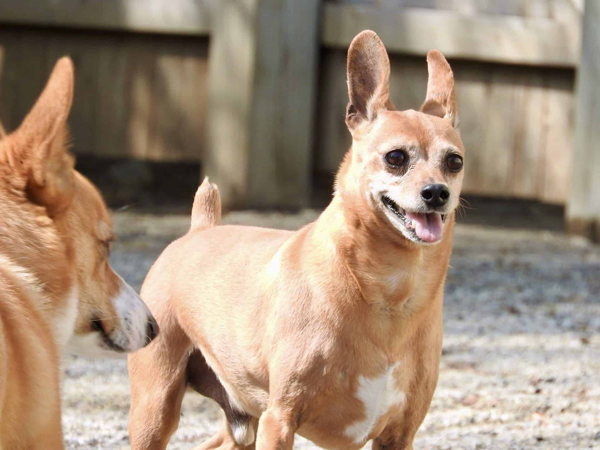 Dog boarding kennel Radnor PA