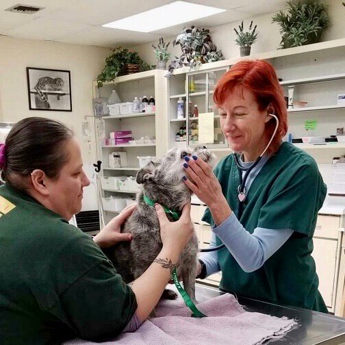 Dr. Dawn - USDA certified vet