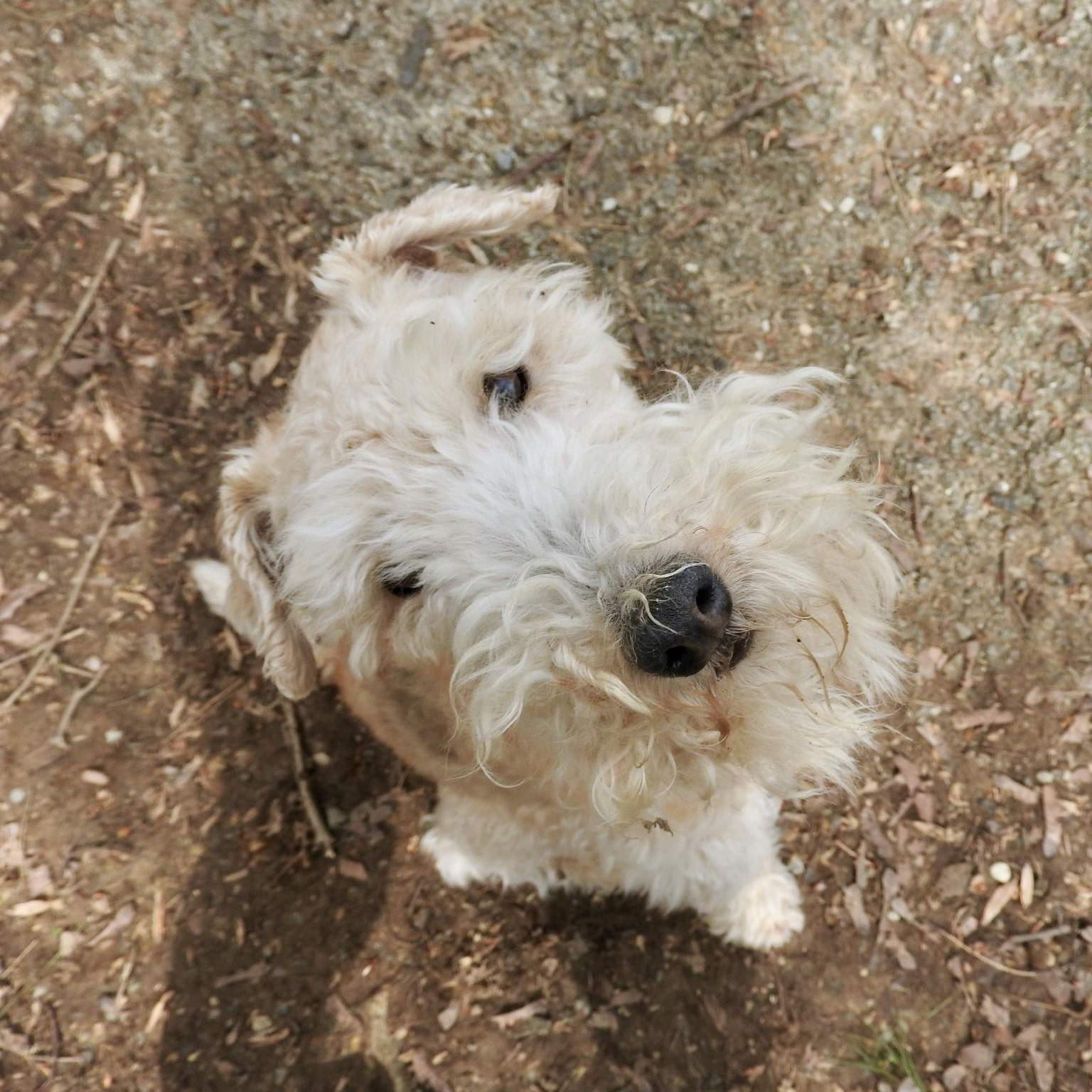 dog daycare Devon, PA