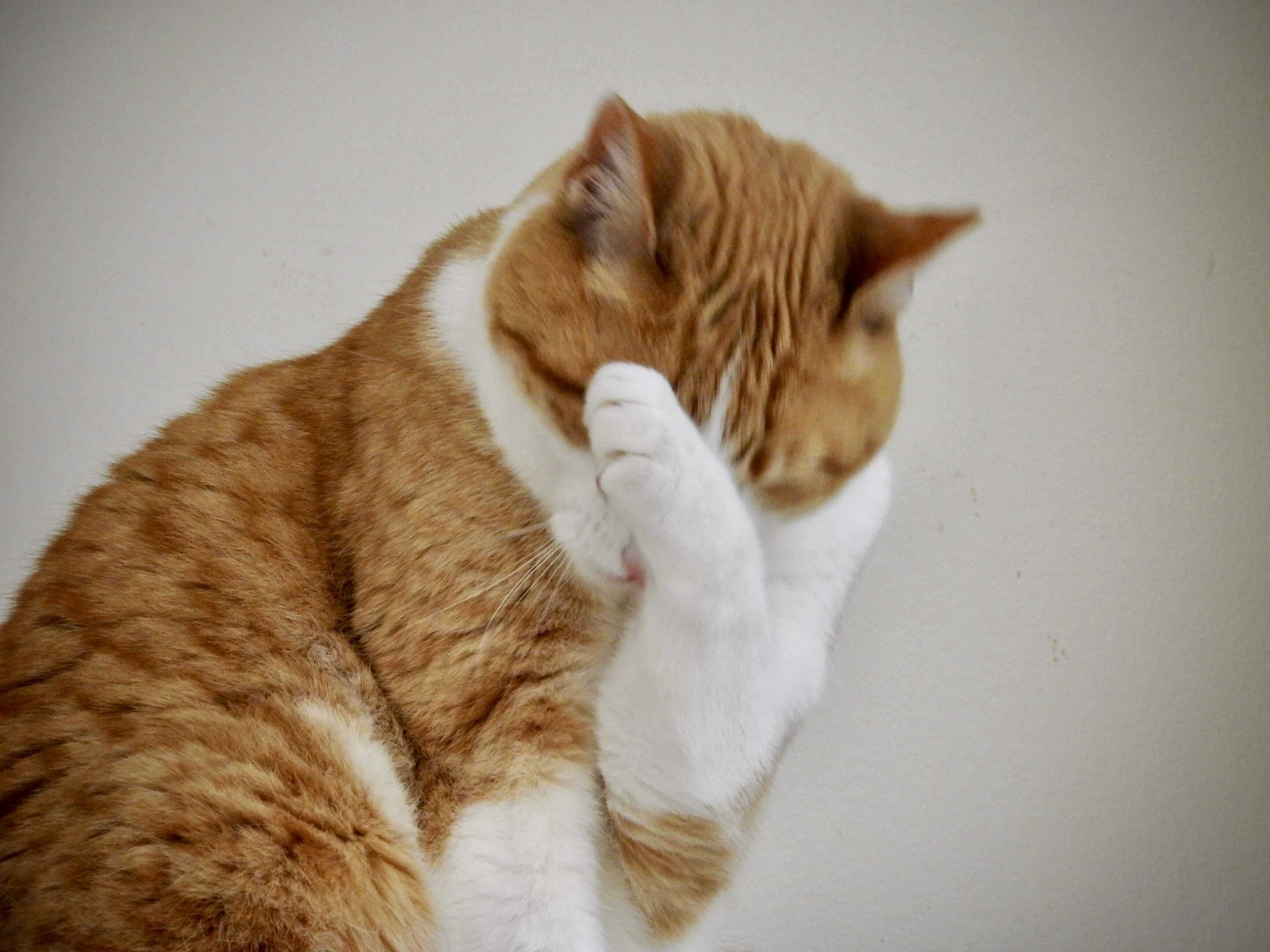 Brown and White Domestic Short-Haired Cat