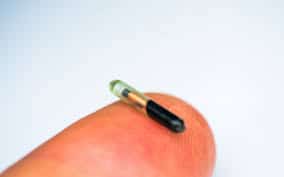 Tiny Dog Microchip