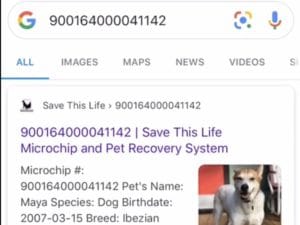 google a Lost Pet