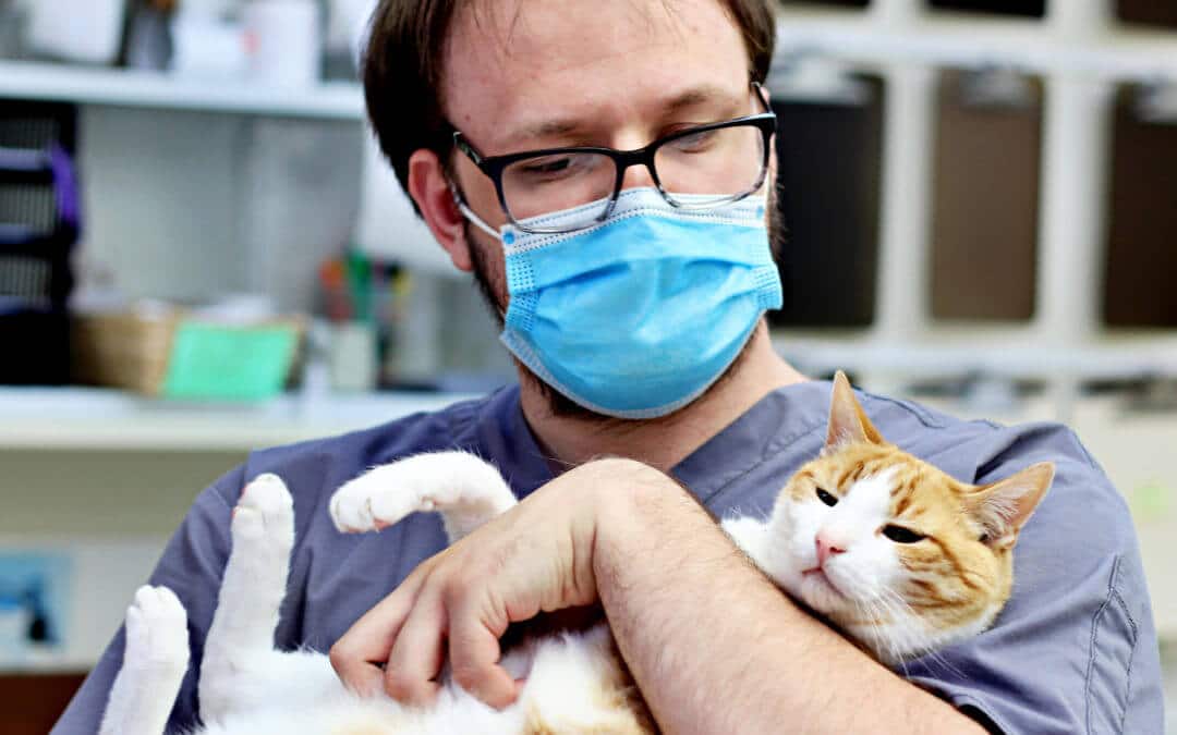 Financial Assistance for Pet Surgery and Free Vet Payment Plans