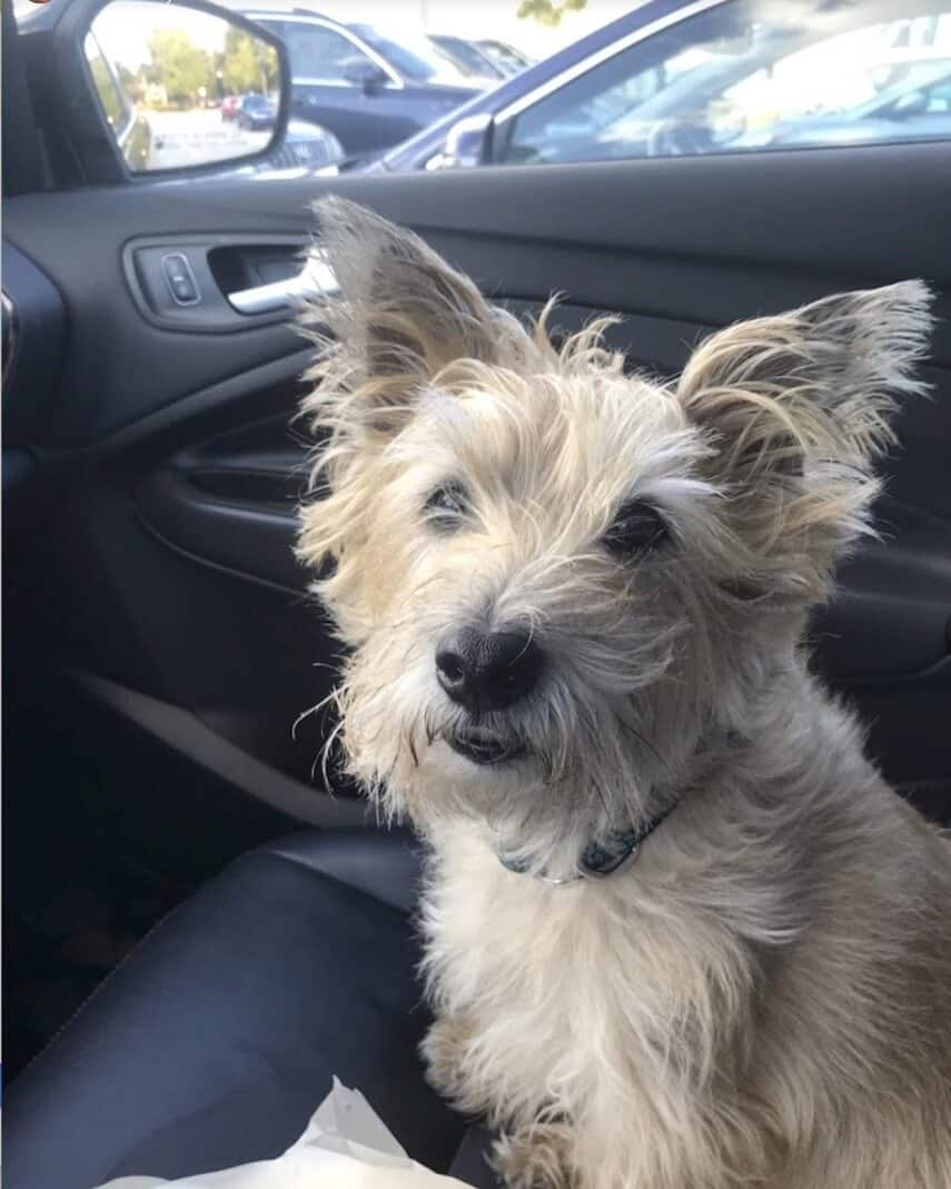 Client Review by Bob Plout — Cairn Terrier Kobe