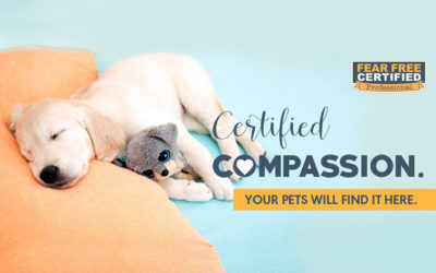 Fear Free® Certified Vet — We’re Here To Take The “Pet” out of “Petrified!”