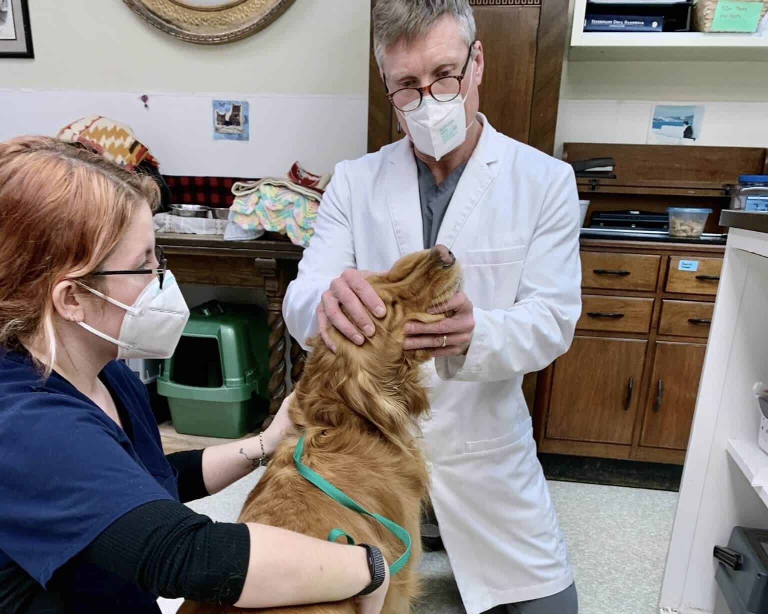 Dr. Rowan Examines a Dog before Neuter Surgery