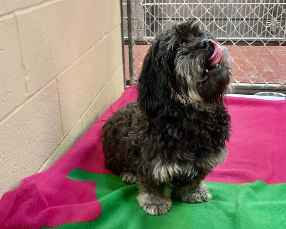 Dog at Paoli Vetcare Main Line Vet