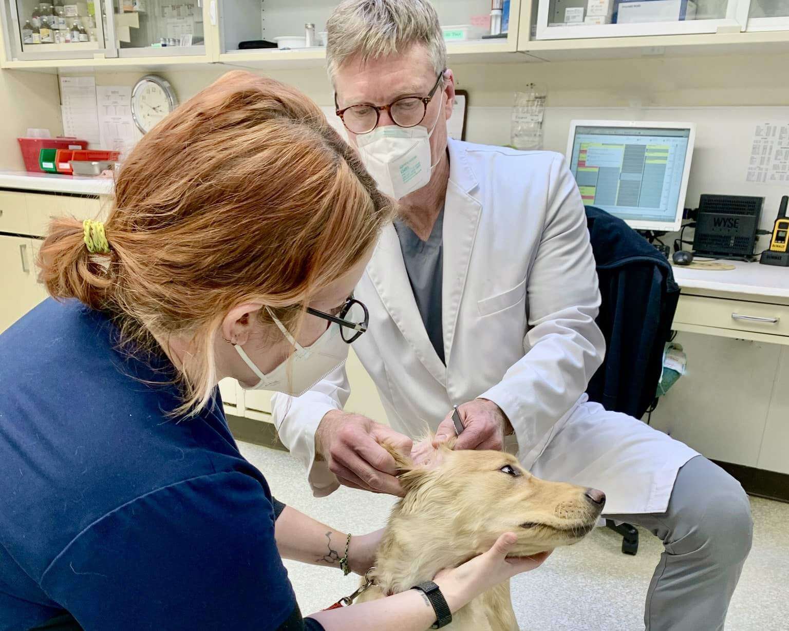 Lost Dog Brought to Veterinarian