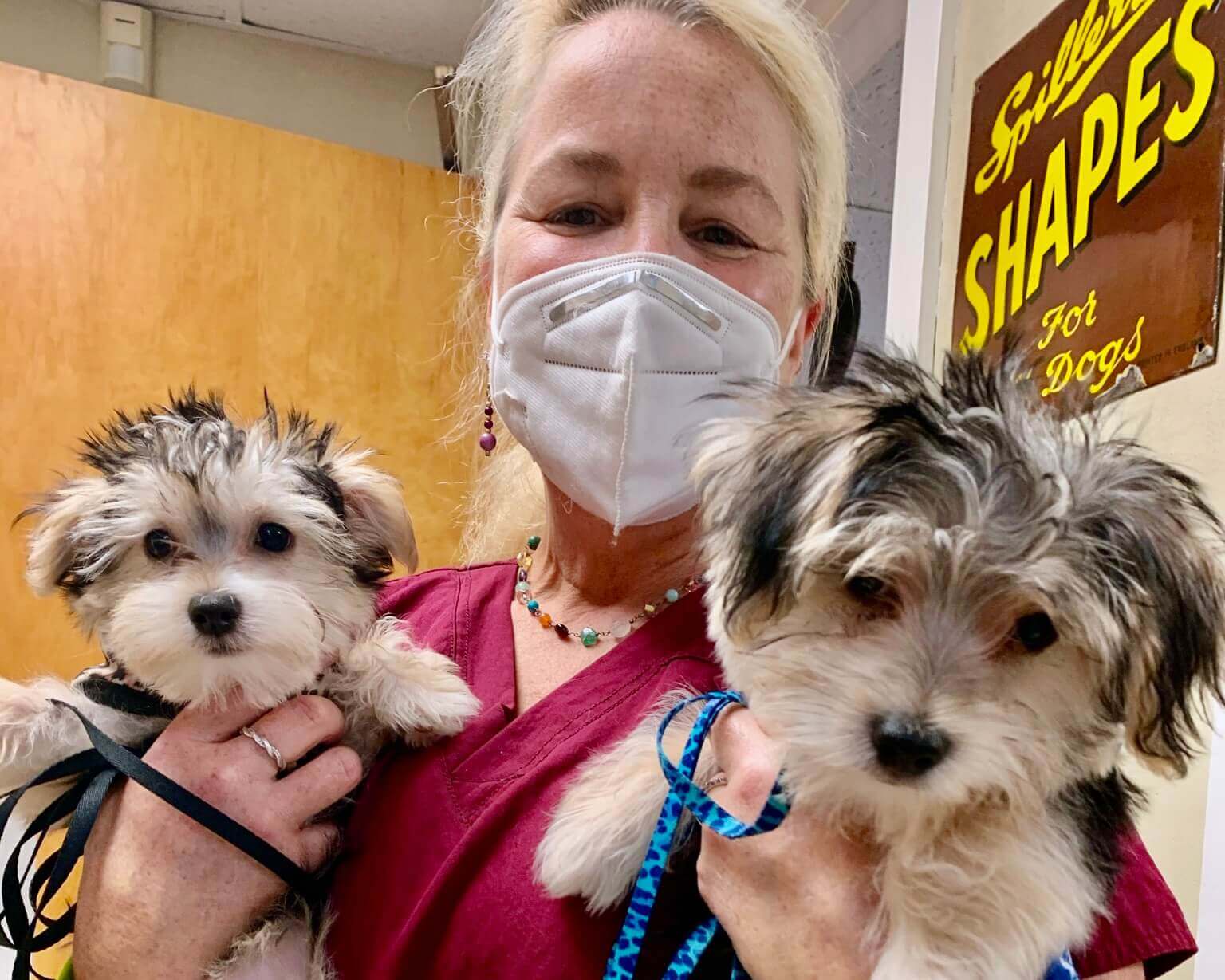 Dog Boarding Or Pet Sitter Near Me Paoli Vetcare