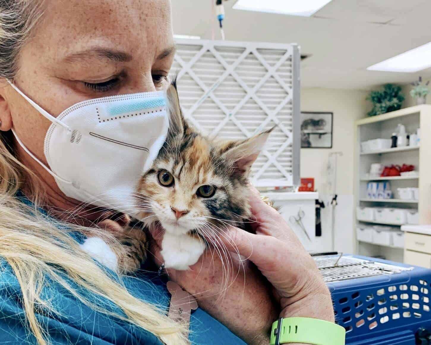 Vet Tech and cat at animal hospital