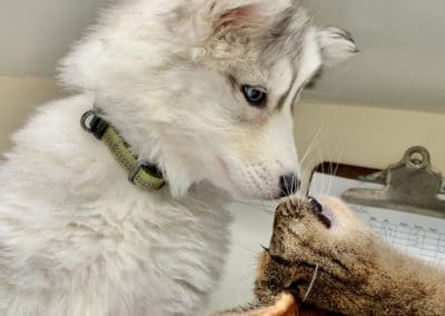 Best Puppy and Kitten Vet