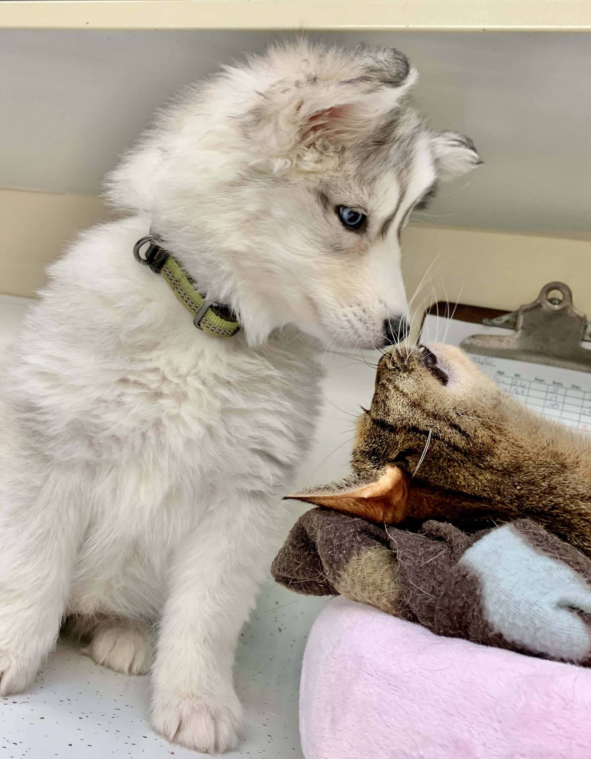 Puppy and Kitten vet