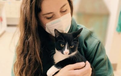 Coronavirus & Pets