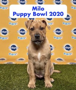 Milo Chelsie's Puppy Bowl Pup