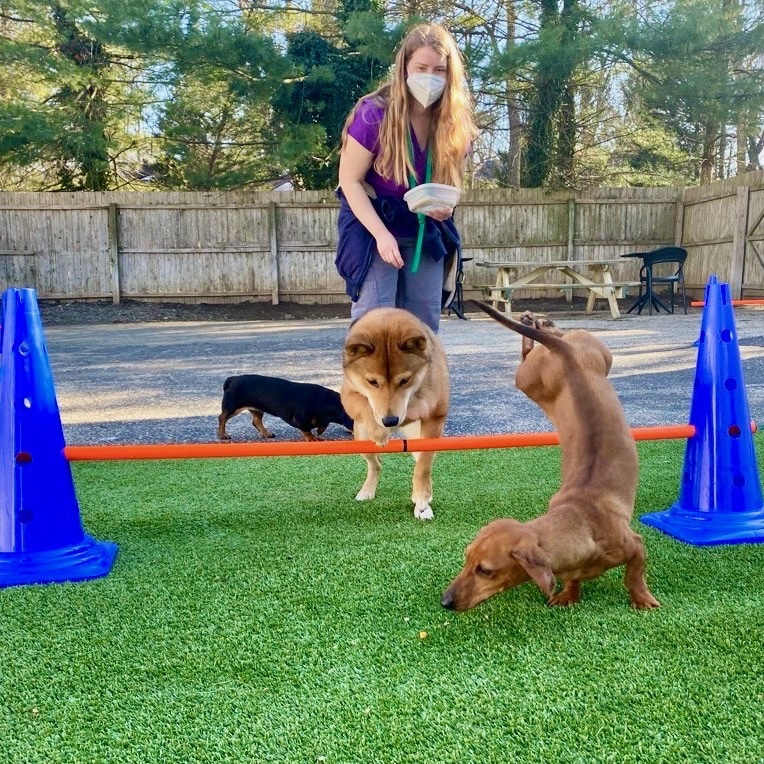 Benefits of Doggy Daycare