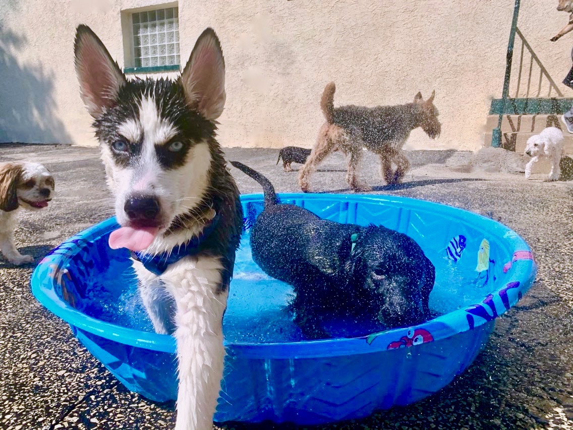 Long Term Dog Boarding Guide Pros and Cons Paoli Vetcare