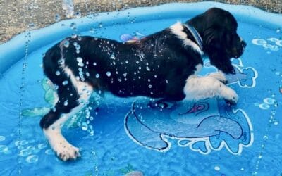 39 Best Dog Boarding Questions