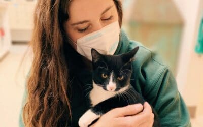 Paoli Vetcare Cat Boarding Service