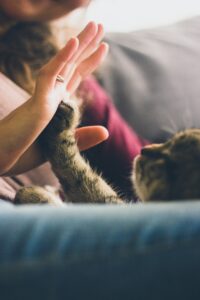 Is Declawing Cats Bad? Everything You Need to Know