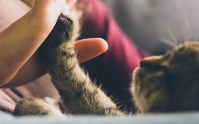 Is Declawing Cats Bad? Everything You Need to Know