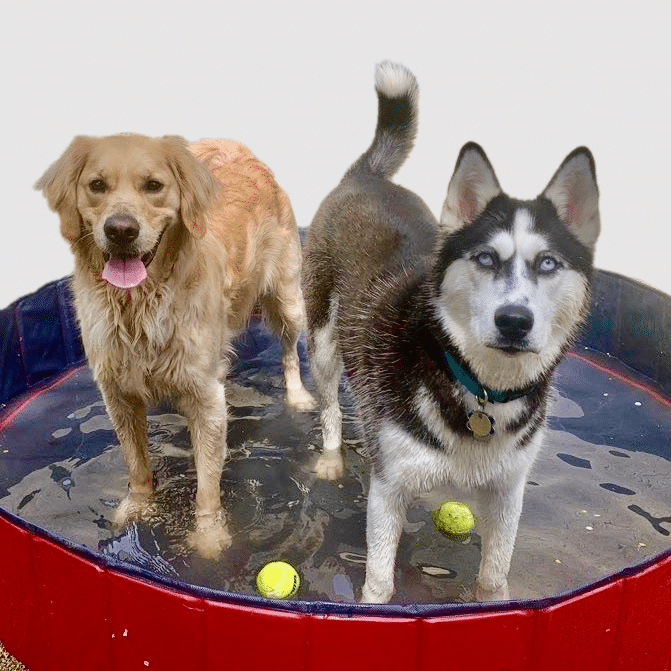 Husky boarding near me new arrivals