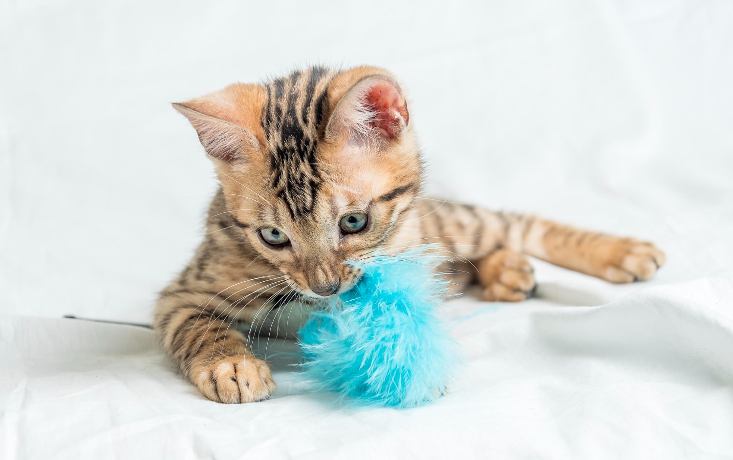 https://www.paolivet.com/wp-content/uploads/2022/04/cute-small-striped-bengal-kitten-sitting-playing-with-blue-toy.jpg