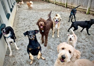 Doggy Daycare and Boarding