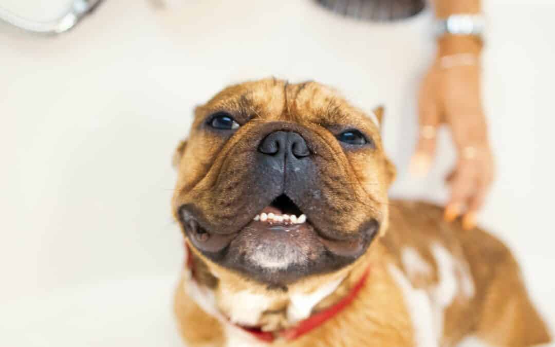 10 Best Dog Shampoos for Itchy Skin & Allergies