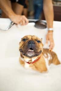 10 Best Dog Shampoos for Itchy Skin & Allergies