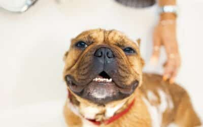 10 Best Dog Shampoos for Itchy Skin & Allergies