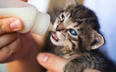 Can Cats Drink Milk?