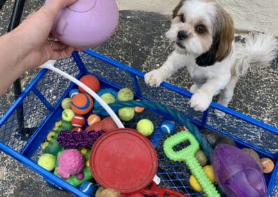 Fun Doggy Boarding and Daycare