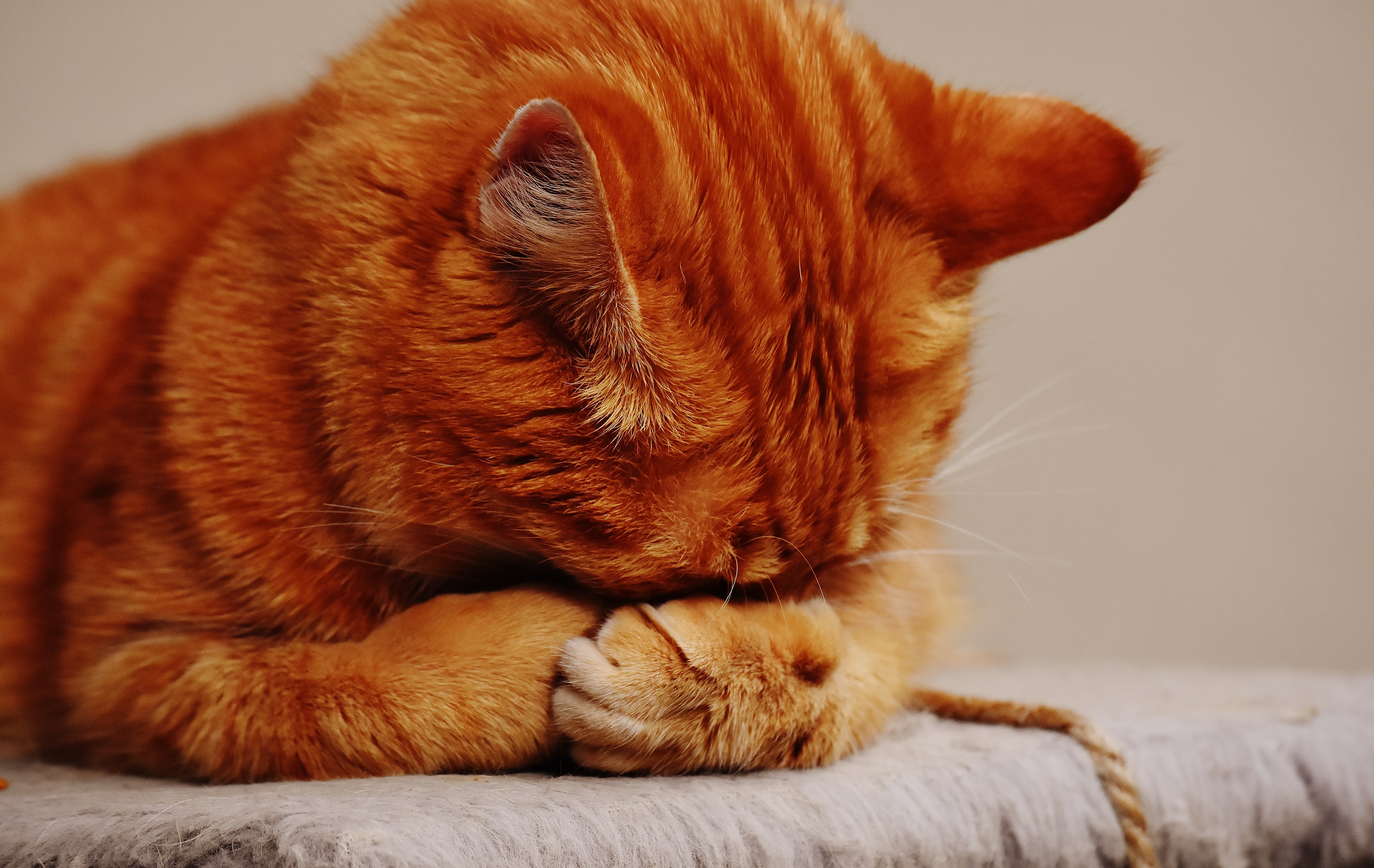 Can Dogs Get a Stomach Virus From Cats?