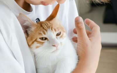 Gastroenteritis in Cats