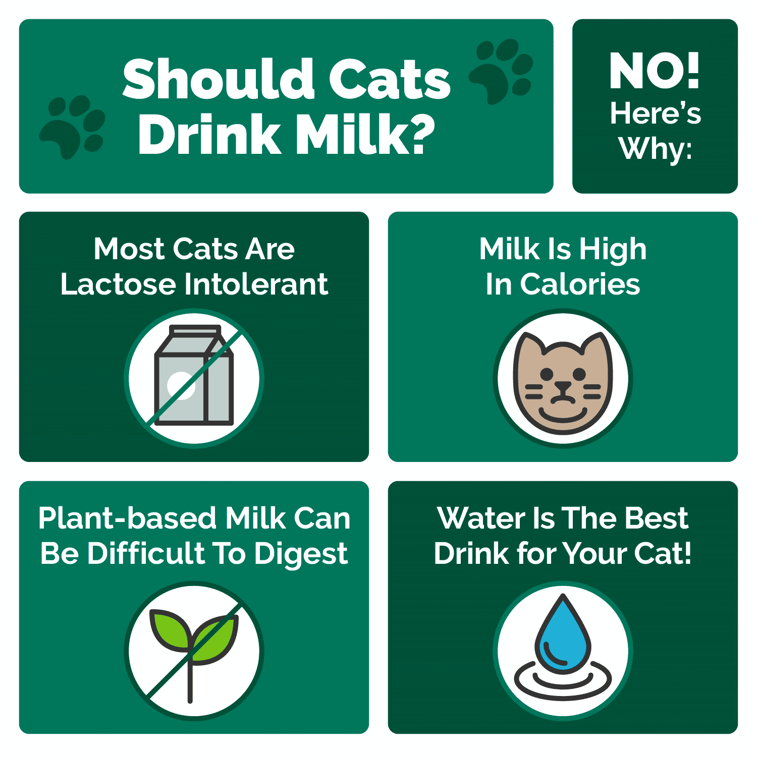 Cats and on sale lactose