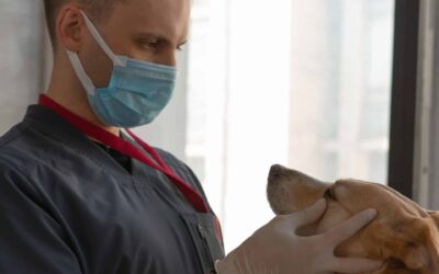How to Handle Pet Poisoning – Animal Poison Control Center
