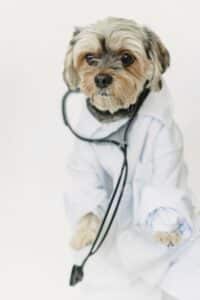 Bravecto for Dogs Side Effects