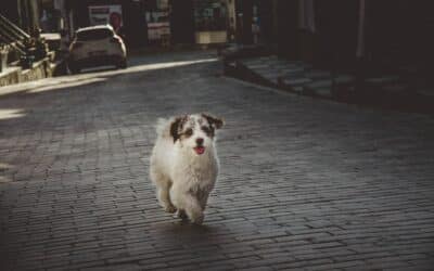 Dog Limping When to Take to Vet