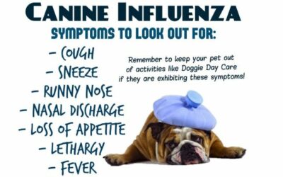 Should I Vaccinate My Dog for Canine Influenza?