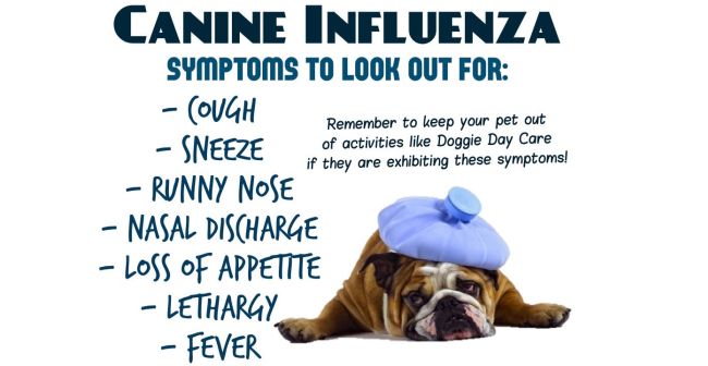 Should I Vaccinate My Dog for Canine Influenza?