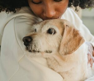 Dog Microchip Complications