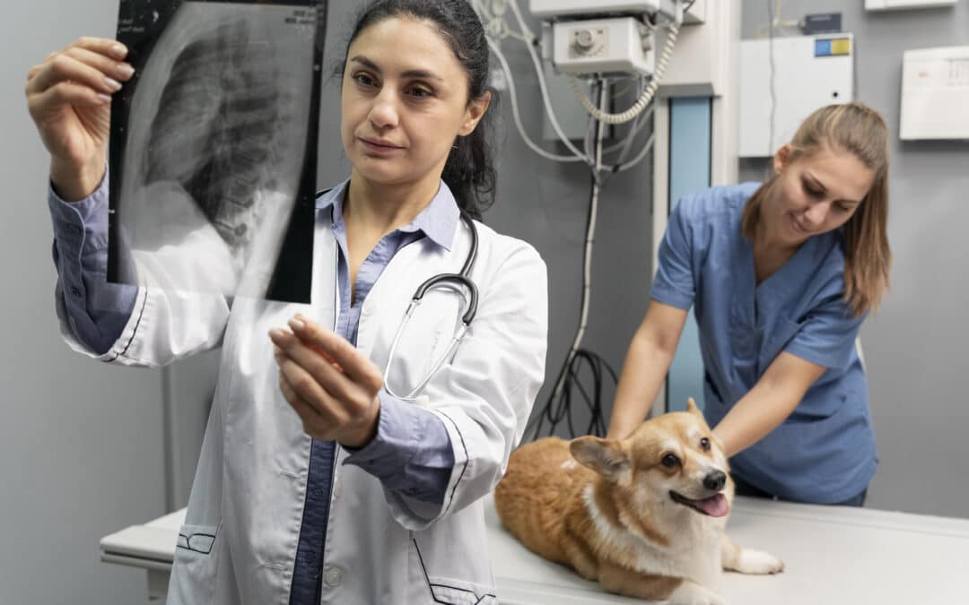 How Much Do Vet X-Rays Cost