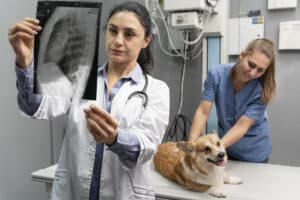 How Much Do Vet X-Rays Cost