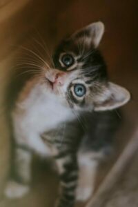 Bravecto for Cats: Warning & Side Effects You Need To Know About
