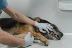 Best Food for Pets With Sensitive Stomach
