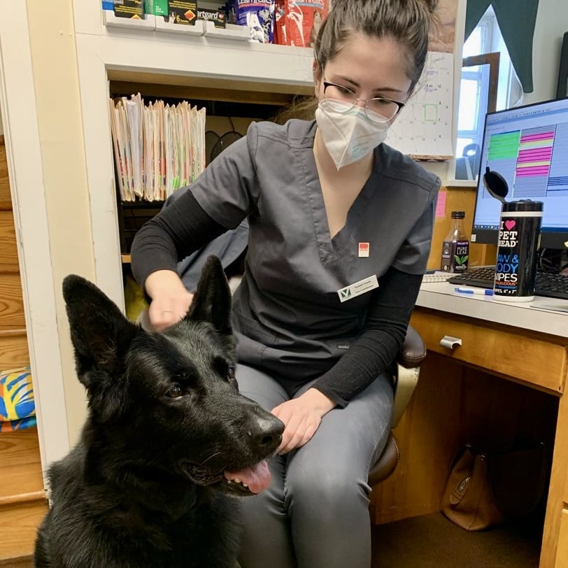 Kennel assistant Kimberly brushing a German Shepherd after a bath