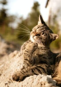 Flea and Tick Prevention for Cats: What You Need To Know