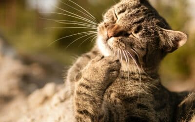 Flea and Tick Prevention for Cats: What You Need To Know