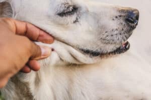 Yeast Infections in Dogs and Cats